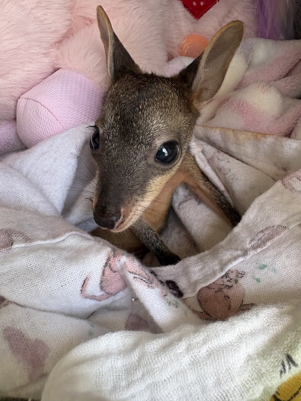 Minjerribah Wildlife Veterinary and Conservation Foundation | 8 Bingle Rd, Dunwich QLD 4183, Australia | Phone: (07) 3487 1009