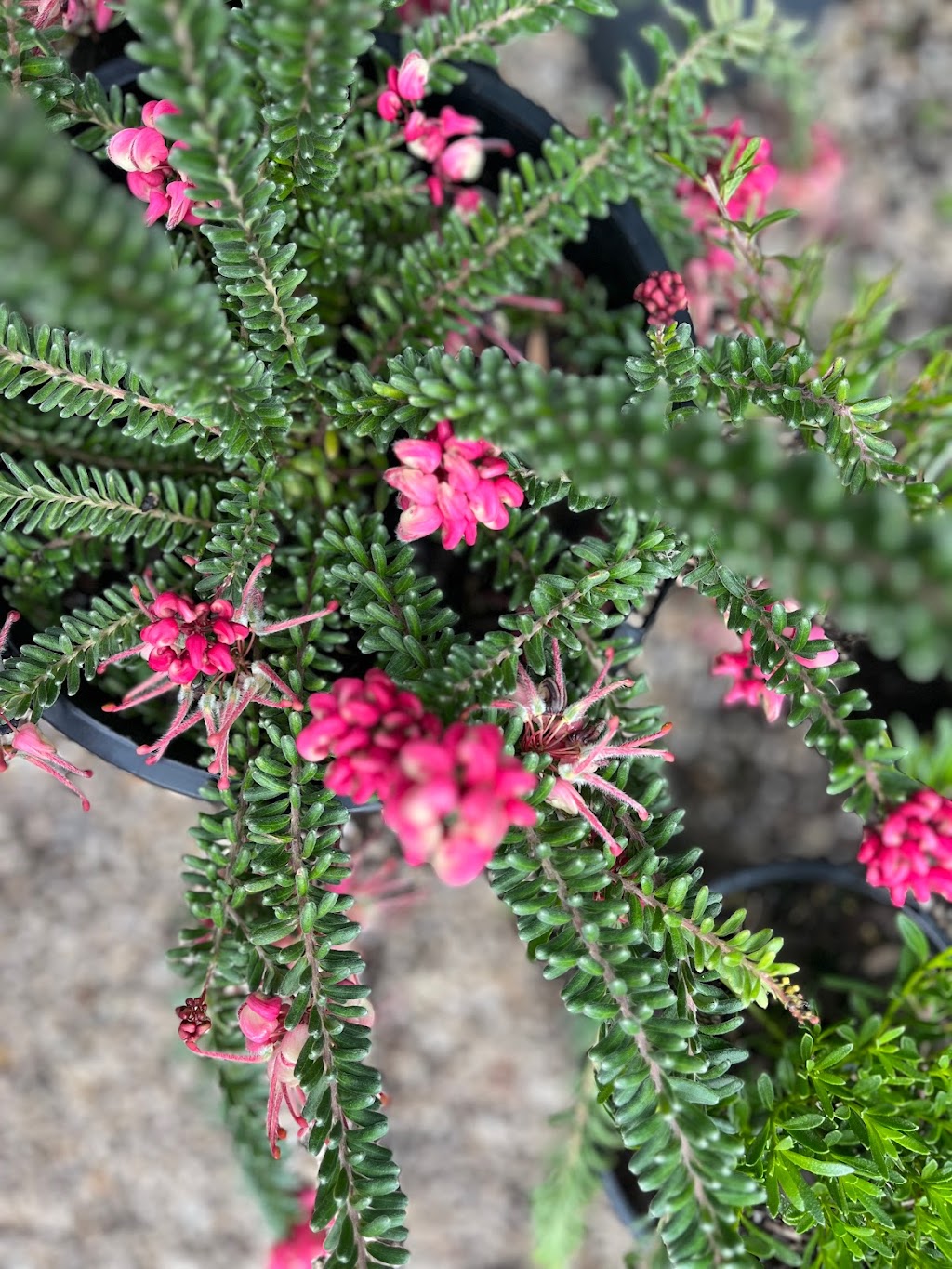 Bambra Native Plants | 85 Draytons Rd, Bambra VIC 3241, Australia | Phone: 0407 101 516