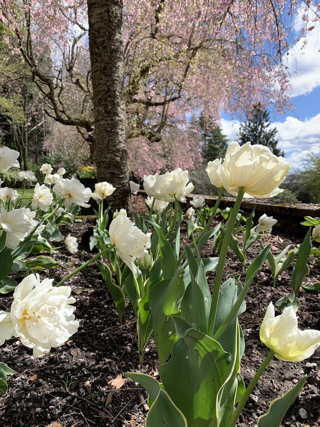 Wild Meadows Garden | 243A Coxs River Rd, Little Hartley NSW 2790, Australia | Phone: 0439 070 670