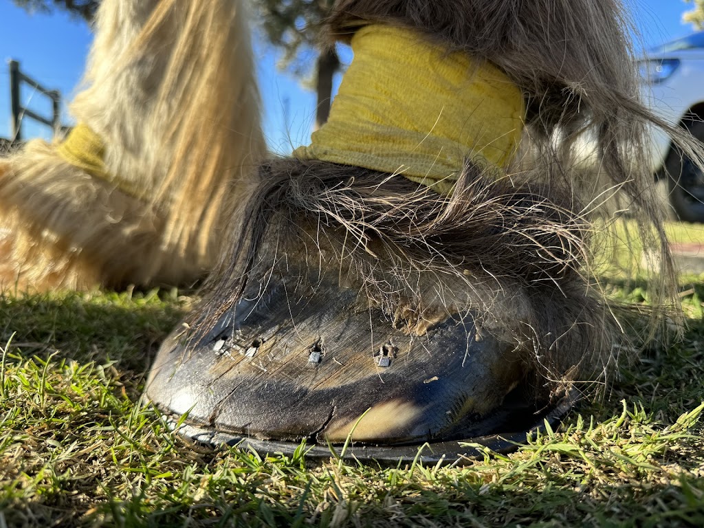 Greenfield forge farrier services | Nandoura St, Gulgong NSW 2852, Australia | Phone: 0405 117 901
