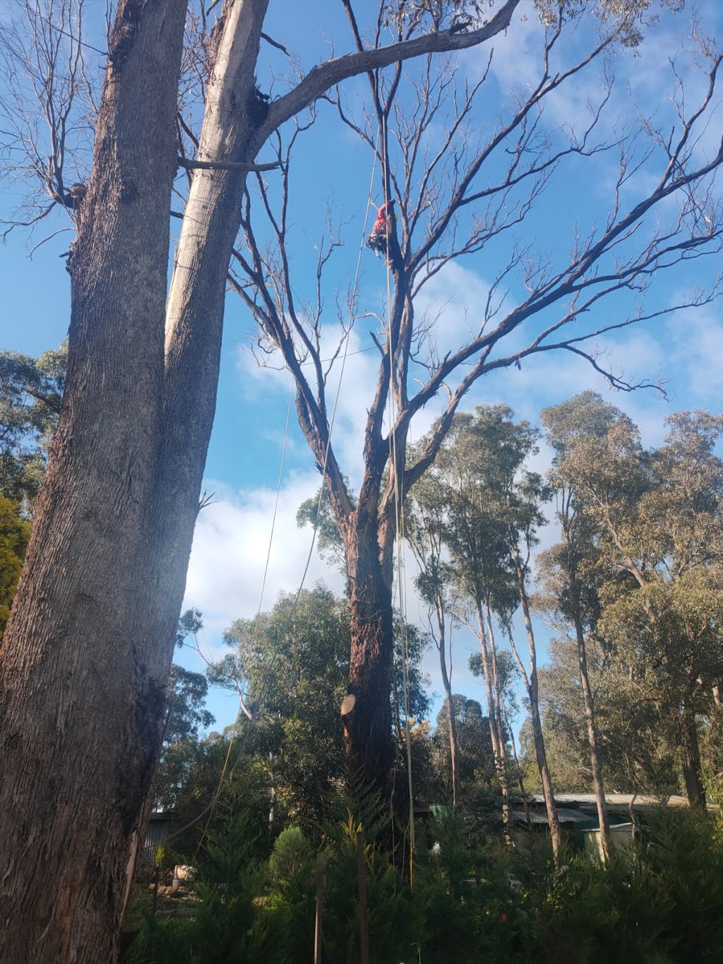 Royal Tree Services | Whittlesea VIC 3757, Australia | Phone: 0416 695 138