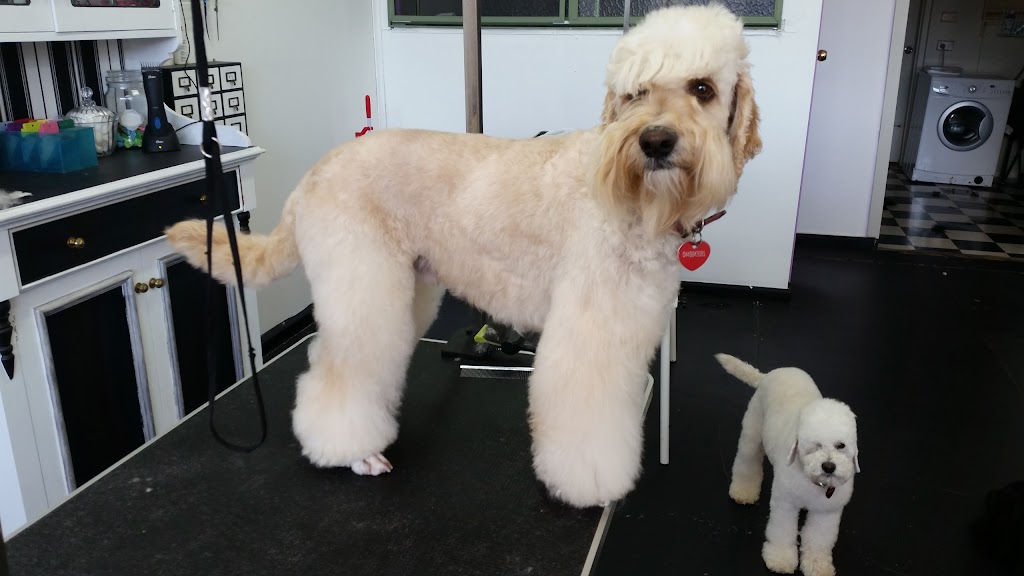 Carries Doggie Styles Grooming Salon | 10 Tanner St, Breakwater VIC 3219, Australia | Phone: 0449 842 085