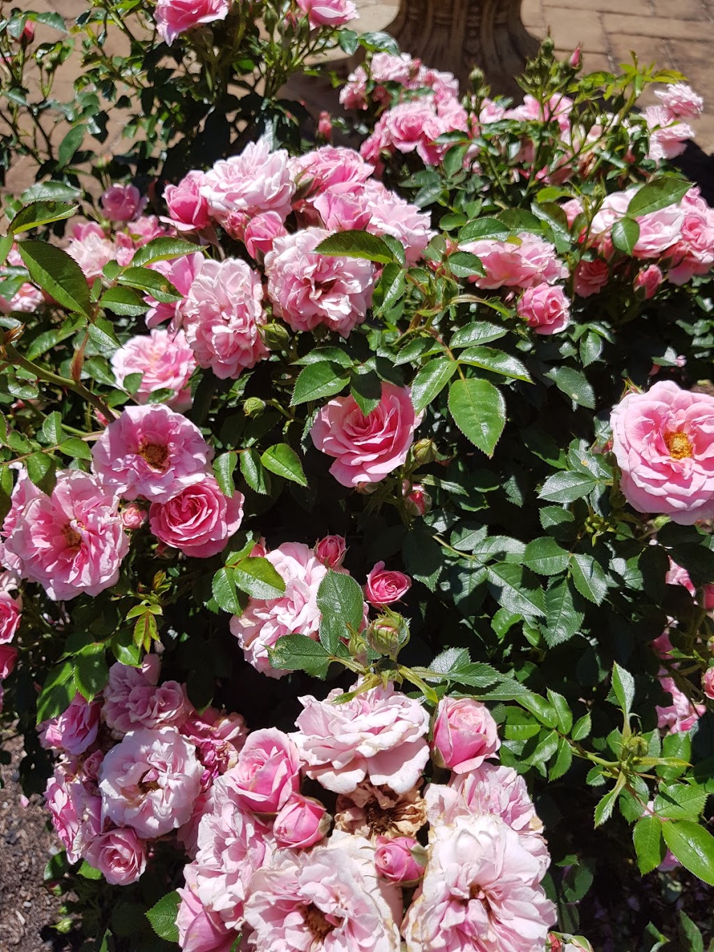 Patsy Durack's Rose Gardens - 33 Parke Rd, Perth WA 6076, Australia