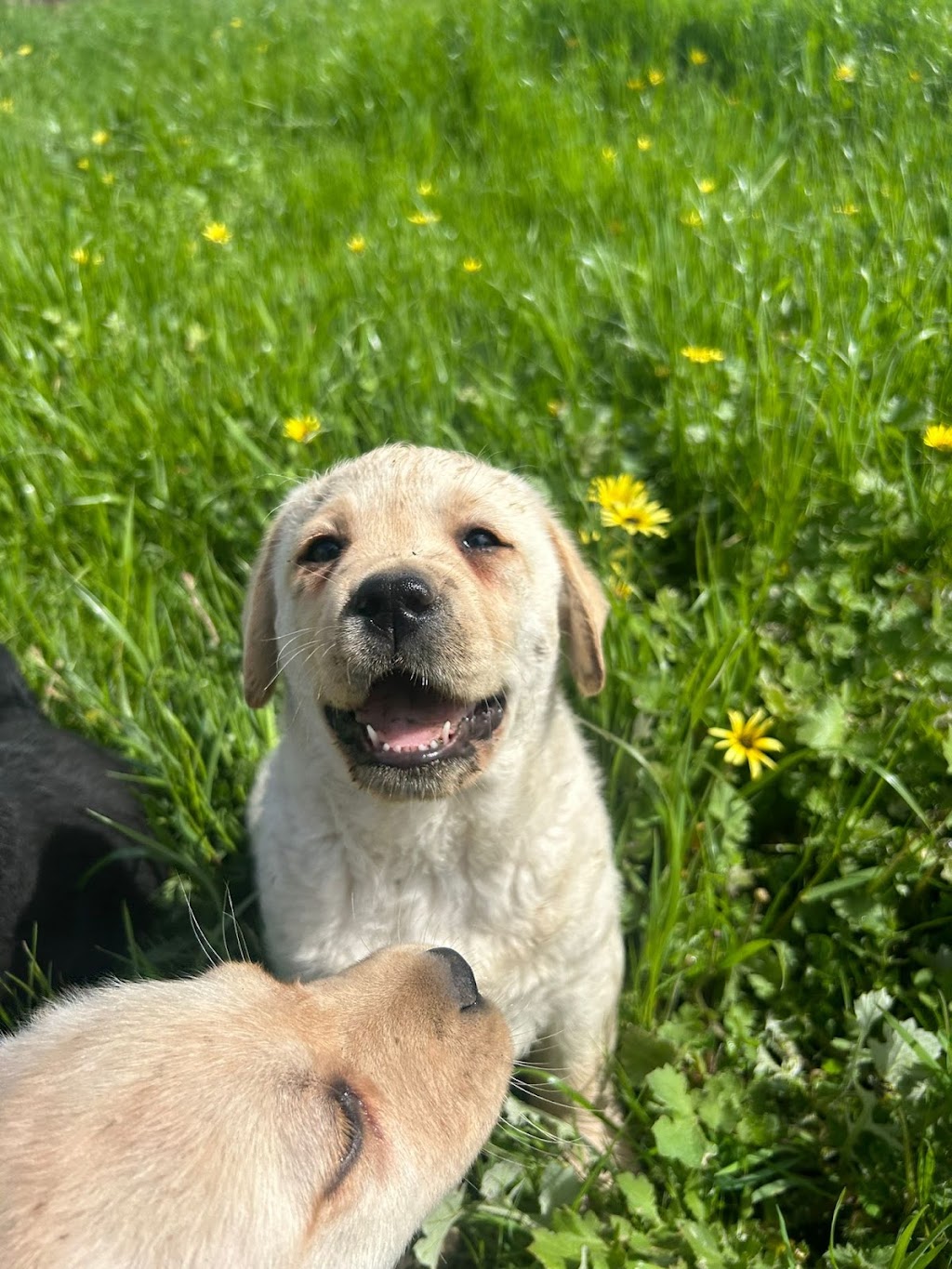 Amaiore Labrador Retrievers | 420 Dairy Creek Rd, Homewood VIC 3717, Australia | Phone: 0499 858 994