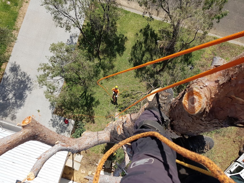 Pro Tree care | John St, Abbey WA 6280, Australia | Phone: 0484 643 150