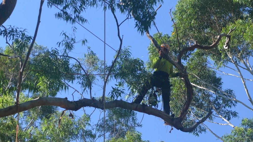 Priority Tree Services | general contractor | 3/23 Leighton Pl, Hornsby NSW 2077, Australia | 0294825353 OR +61 2 9482 5353