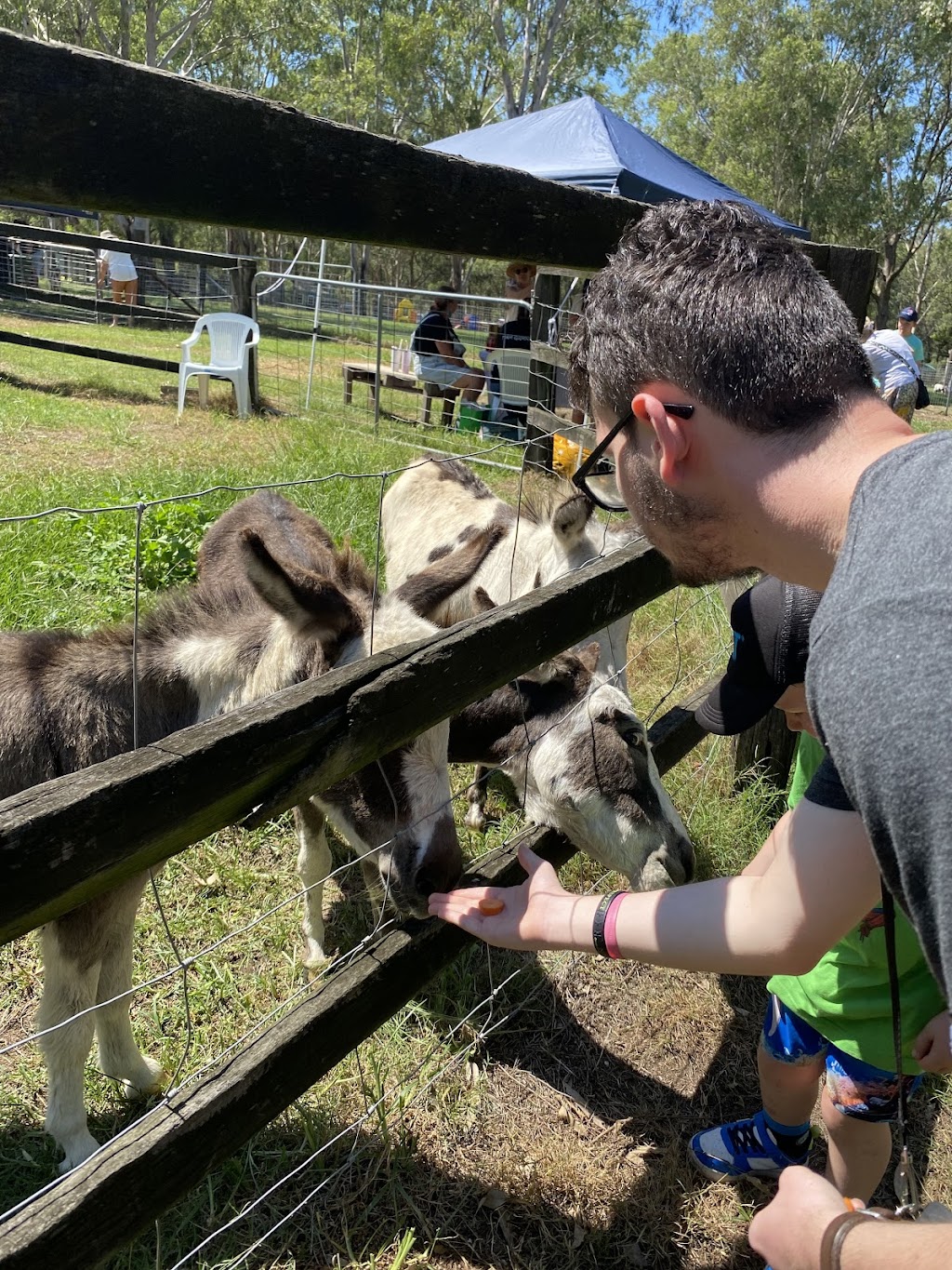 Gumnut Valley Alpacas | 456 Butterwick Rd, Butterwick NSW 2321, Australia | Phone: 0415 855 040