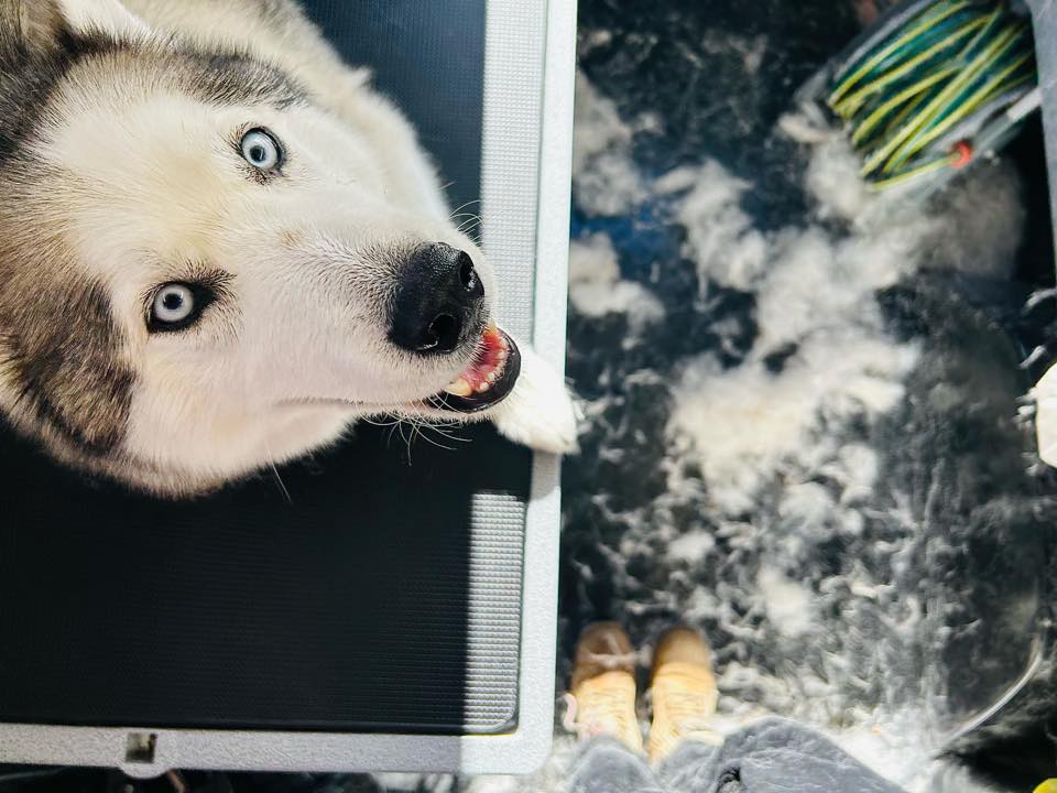 Jims Dog Wash Cambooya | 5 woodbine crt, Wyreema QLD 4352, Australia | Phone: 0483 092 411