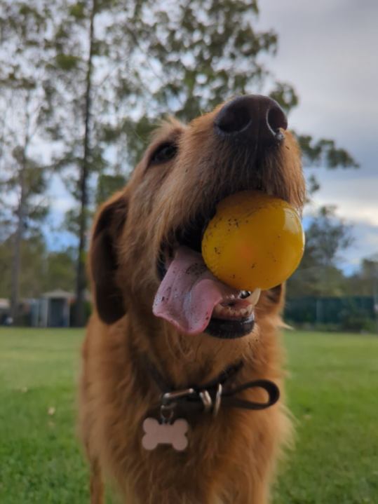 First Class Pet Services | Bushman Dr, Flagstone QLD 4280, Australia | Phone: 1800 738 748
