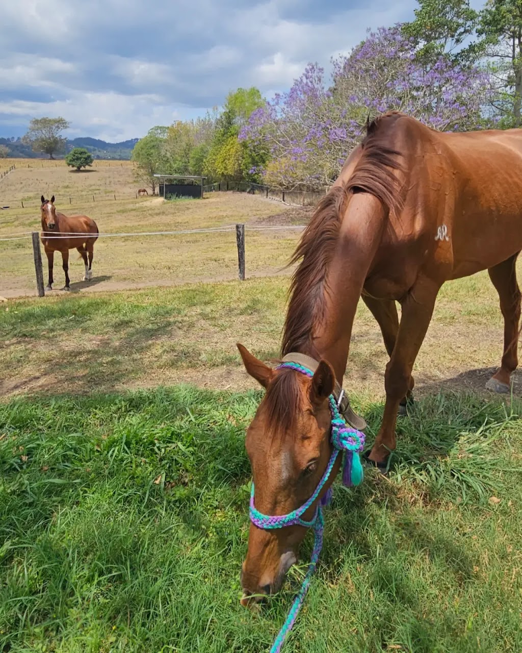 Life with Horses Limited | 45 Old Mount Samson Rd, Mount Samson QLD 4520, Australia | Phone: 0421 154 288