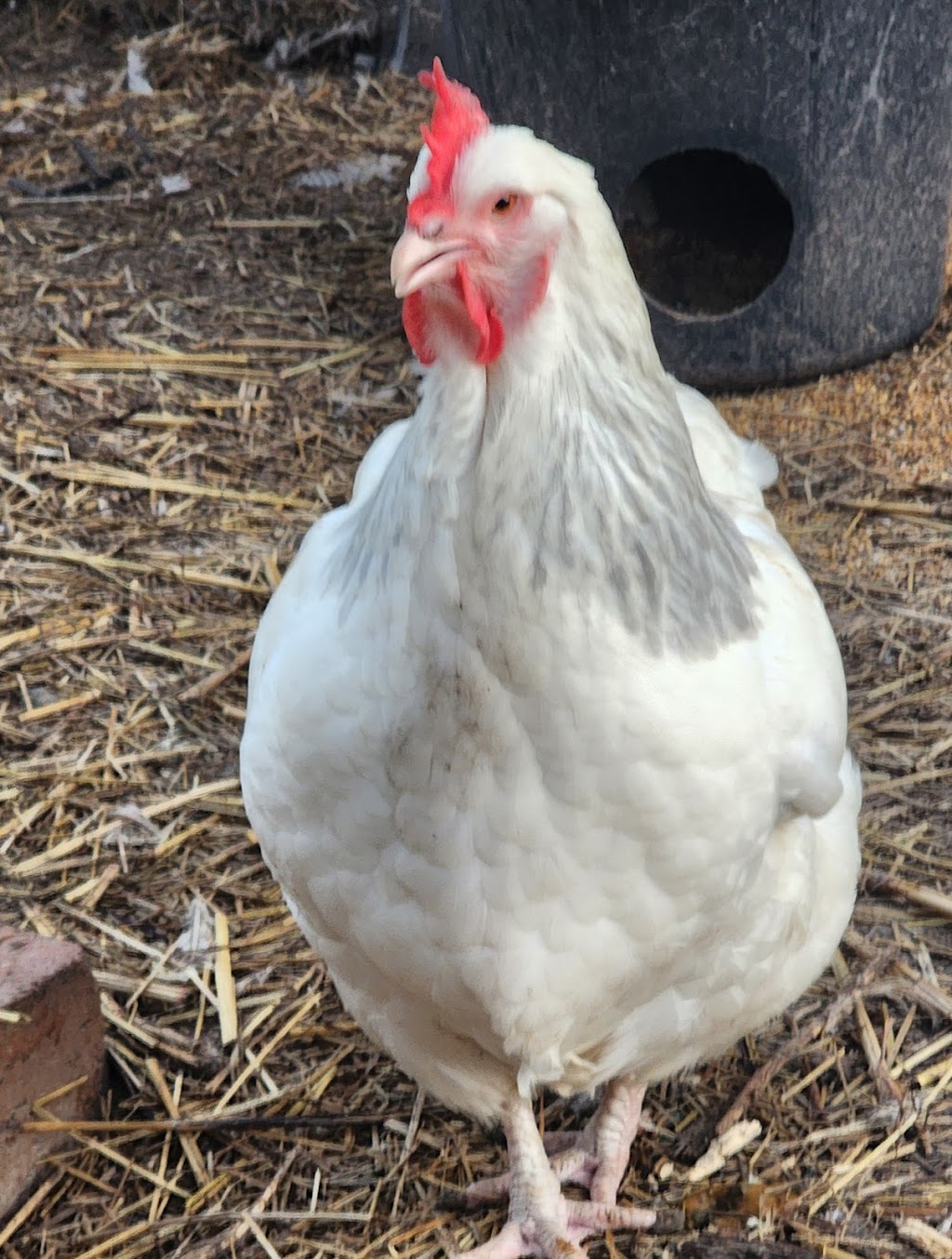 Debras Chicken Haven | Daisy Rd, Mount Tarampa QLD 4311, Australia | Phone: 0447 795 657