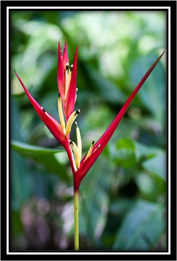 the heliconia guy |  | 38 Mountaintrack Dr, Wamuran QLD 4512, Australia | 0418666310 OR +61 418 666 310
