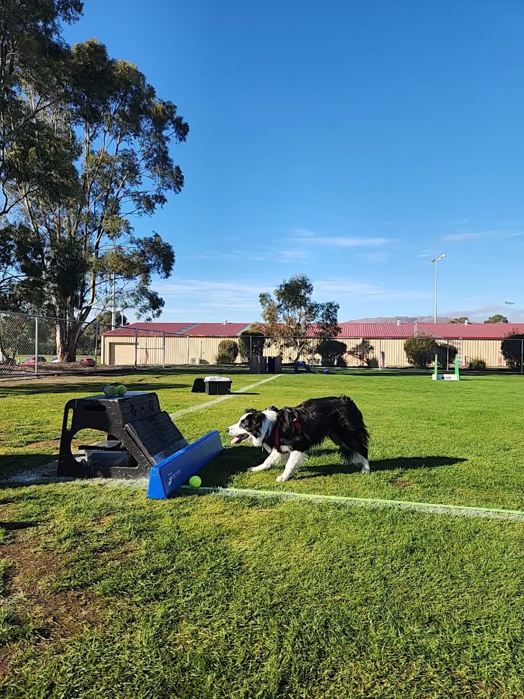 Tassie Flying Paws Dog Club | Glen Lea Rd, Pontville TAS 7030, Australia | Phone: 0407 873 485