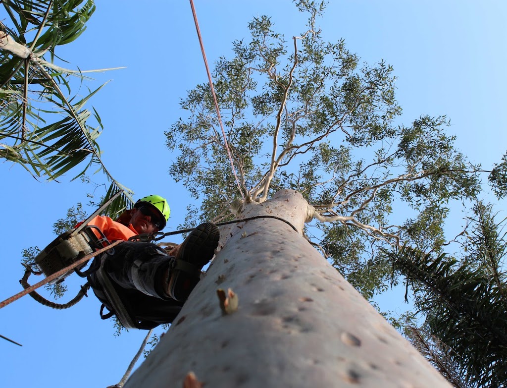 Gold Coast Stump Busters |  | Gaven QLD 4211, Australia | 0403182352 OR +61 403 182 352