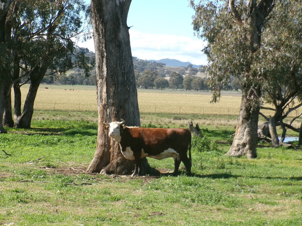 Gilay Estate | 615 Colly Plains Rd, Quirindi NSW 2343, Australia | Phone: 0450 703 040