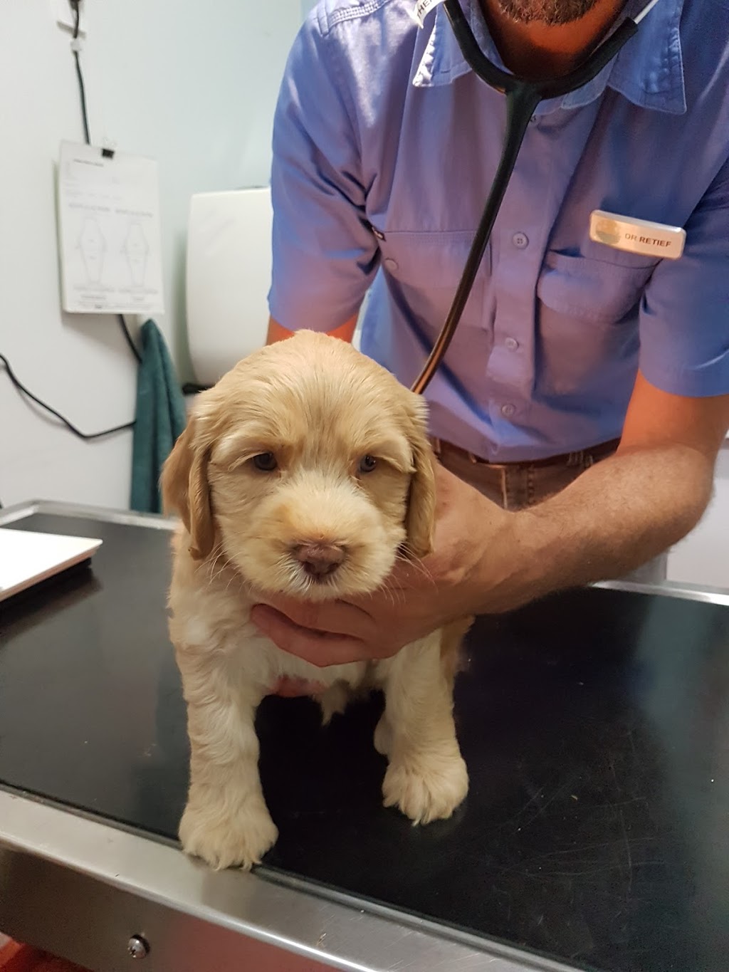 Currimundi Veterinary Surgery | 698 Nicklin Way, Currimundi QLD 4551, Australia | Phone: (07) 5493 8222