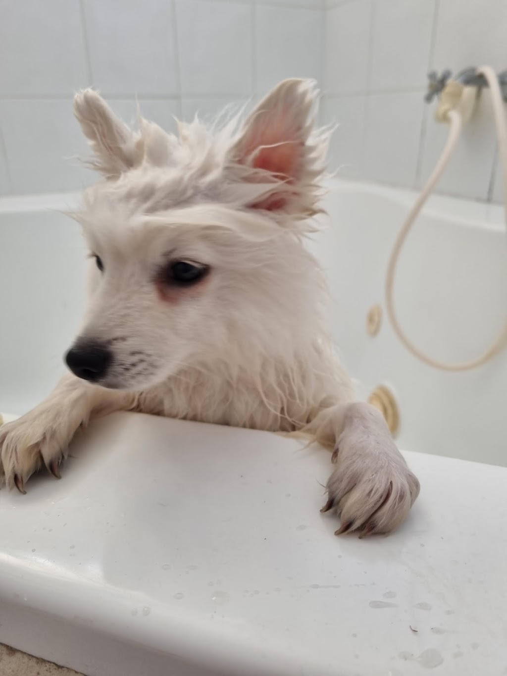 Spitz N Polish Dog Grooming | 690 Barkers Lodge Rd, Mowbray Park NSW 2571, Australia | Phone: 0434 994 666