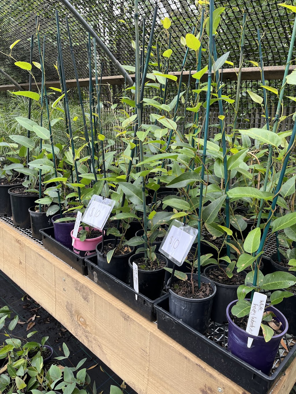 K valley plants | 15 Maxwell Rd, Kawarren VIC 3249, Australia | Phone: 0490 030 580