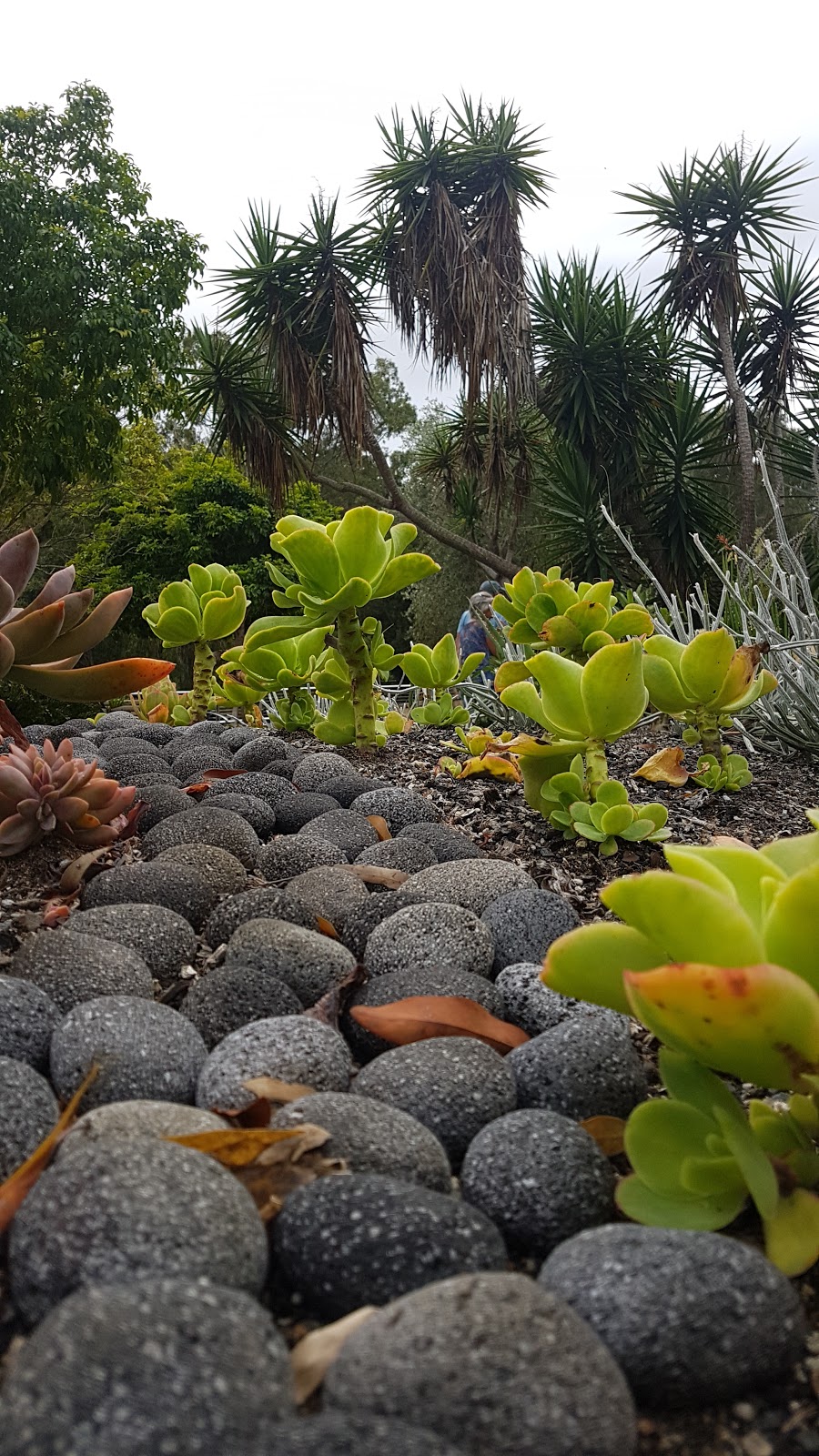 Gold Coast Regional Botanic Garden | park | Benowa QLD 4217, Australia