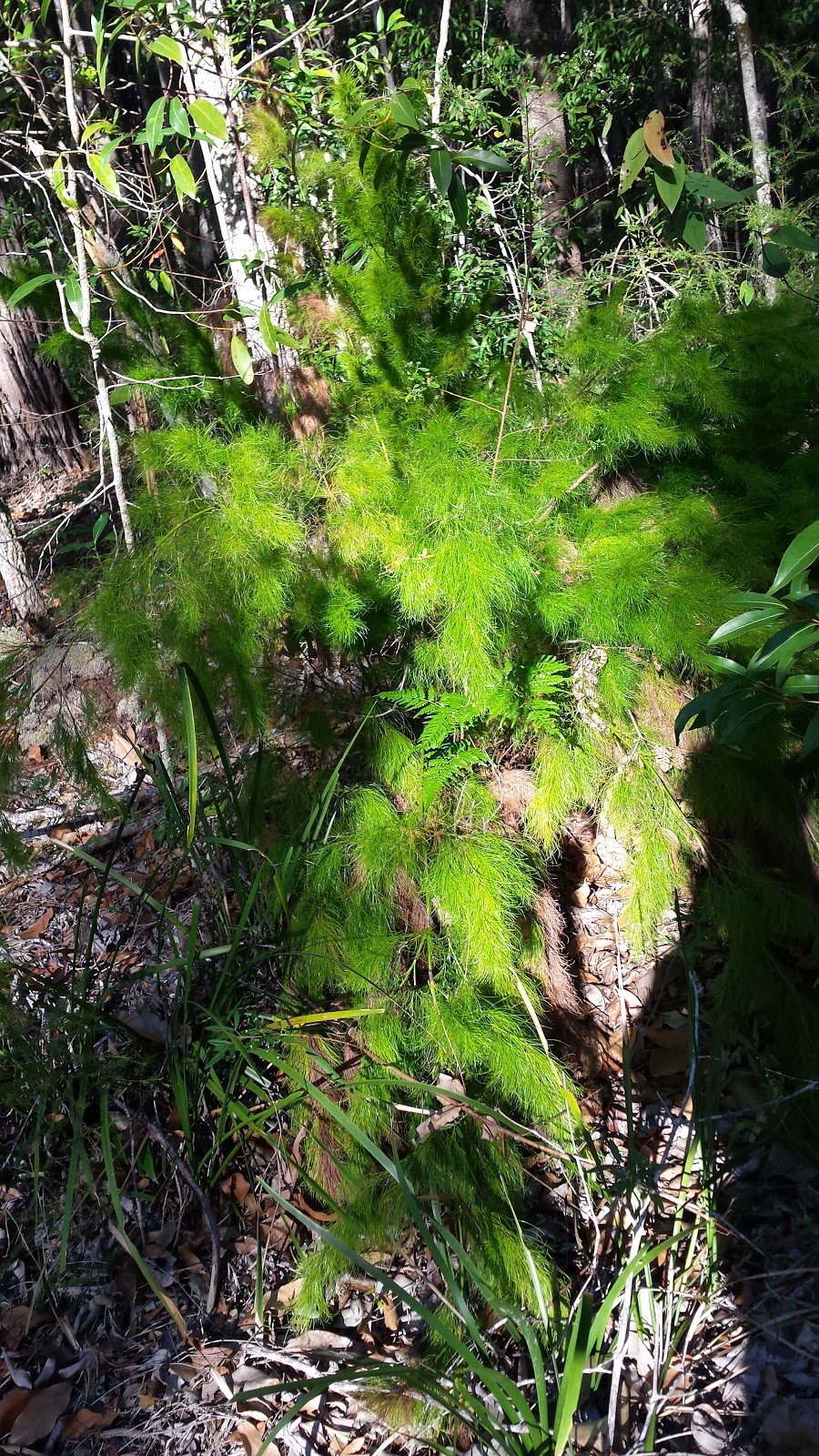 Harry Spring Conservation Park | Tewantin QLD 4565, Australia