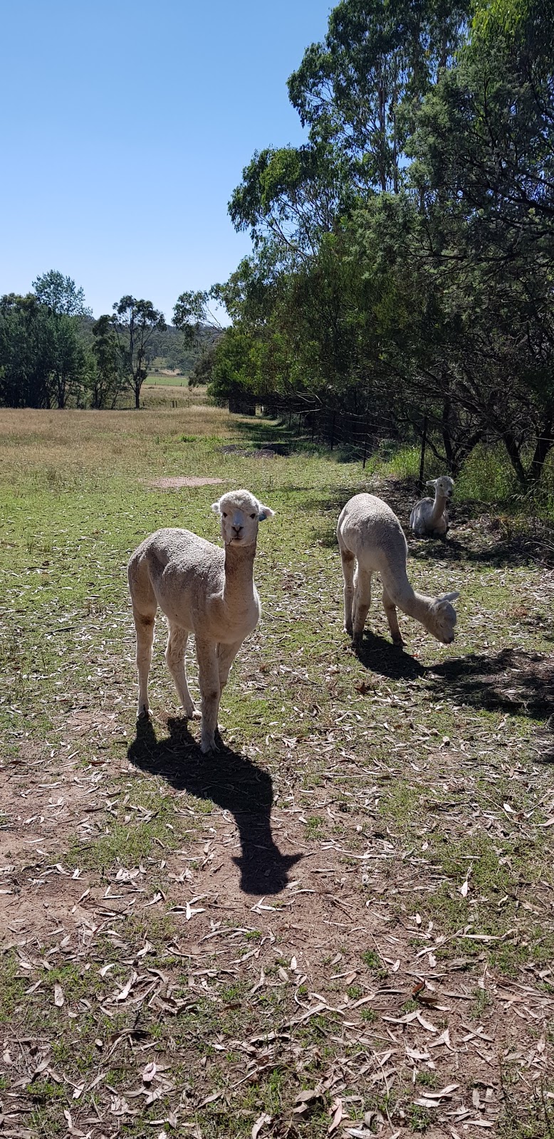 Glenhope Bed and Breakfast | 59 Redgum Ln, Armidale Region NSW 2350, Australia | Phone: (02) 6772 1940