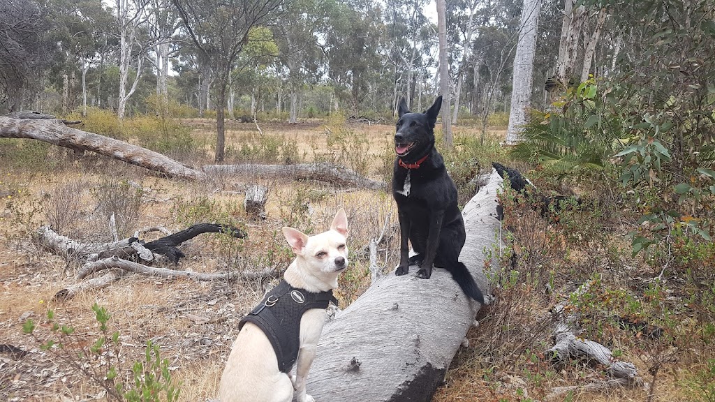 Alex Tippett Dog Training | Julimar Rd, West Toodyay WA 6566, Australia | Phone: (08) 9574 2121