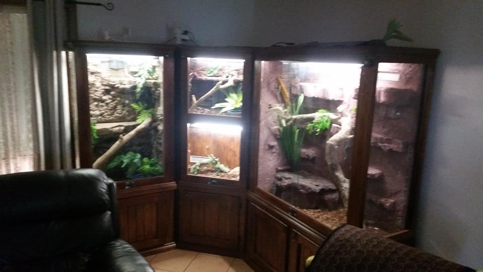 Wild About Reptiles | pet store | Fisher St, Salisbury SA 5108, Australia | 0882587760 OR +61 8 8258 7760