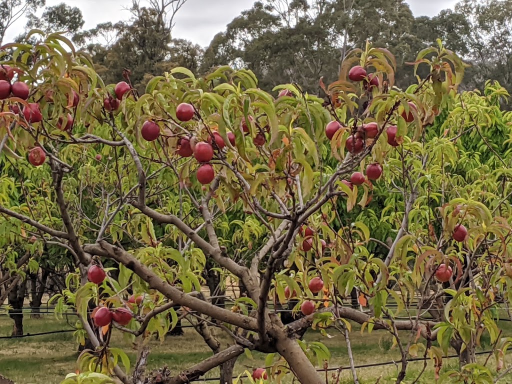 Cerise Brook Orchard and Family Golf Course | 315 Medeas Cove Rd, St Helens TAS 7216, Australia | Phone: 0434 678 047