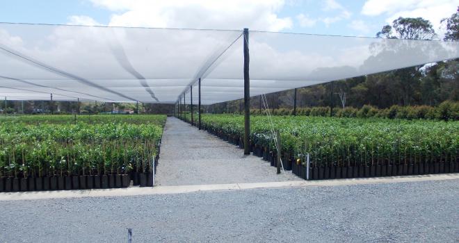 Brunswick Wholesale Plants |  | 35 Bayside Way, Brunswick Heads NSW 2483, Australia | 0266851190 OR +61 2 6685 1190