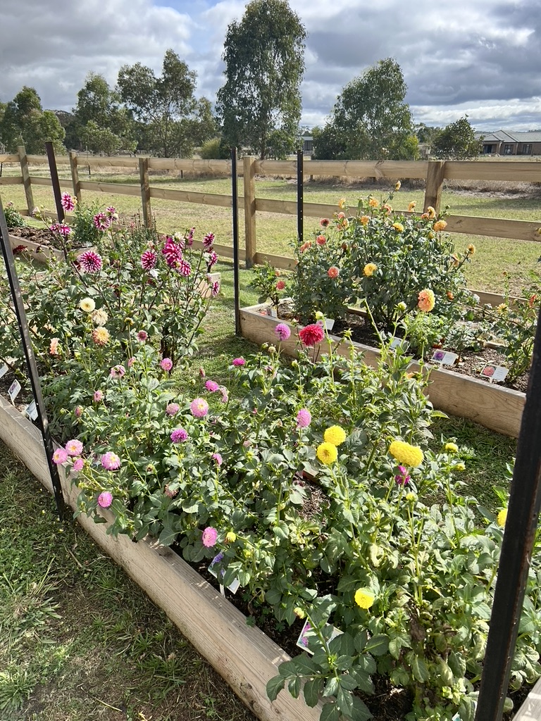 Wattle Bank Patch | 15 Desmond Rd, Wattle Bank VIC 3995, Australia | Phone: 0421 053 513