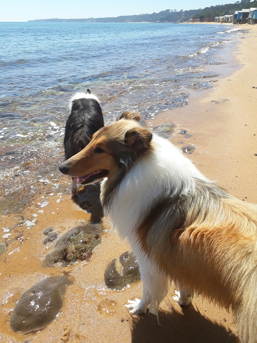 Dog Friendly Beach - Hawker beach | park | 3 Esplanade, Mount Martha VIC 3934, Australia