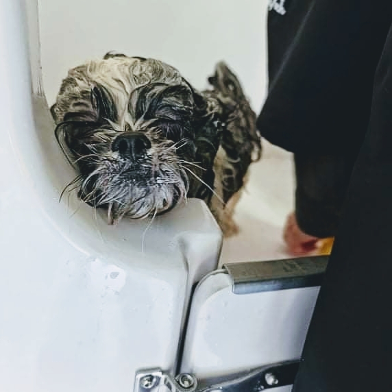 Shiny Paws Dog Grooming |  | 11 Cameron Pl, St Helens Park NSW 2560, Australia | 0416199676 OR +61 416 199 676