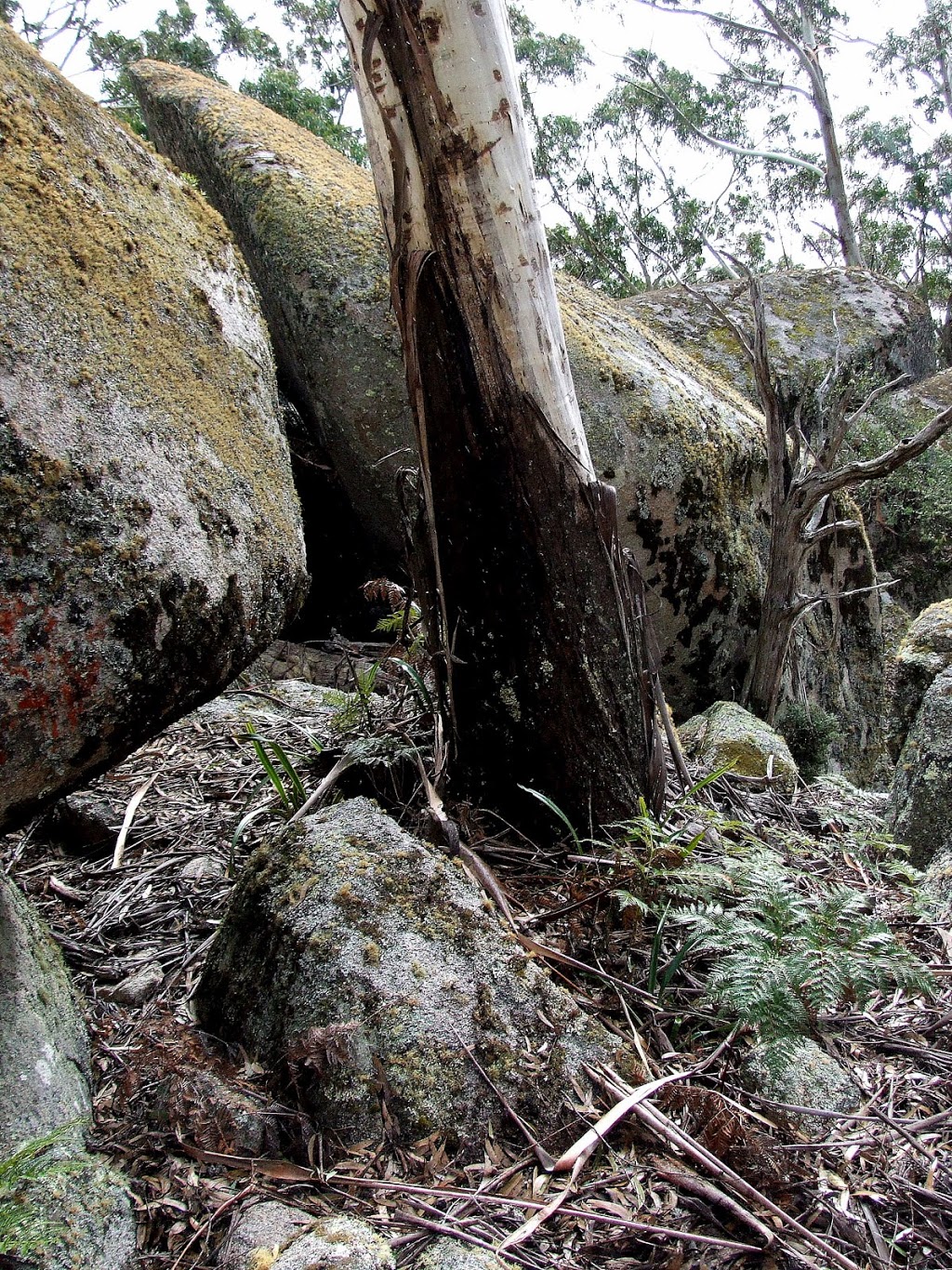 Pheasants Peak walking track | park | Waratah Rd, Paddys Flat NSW 2632, Australia | 0264585900 OR +61 2 6458 5900