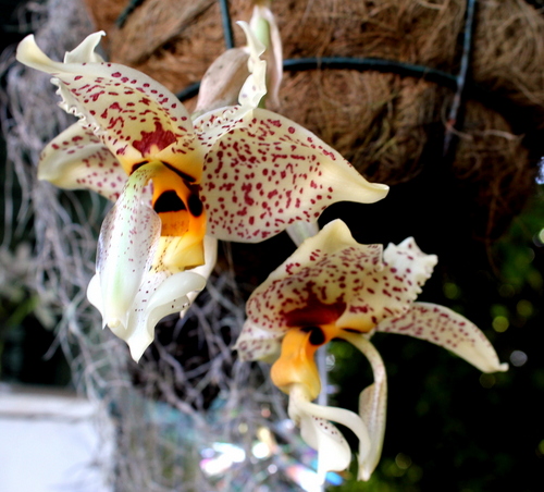 Orchids R Us | florist | 644 Main Western Rd, Tamborine Mountain QLD 4272, Australia | 0755451613 OR +61 7 5545 1613