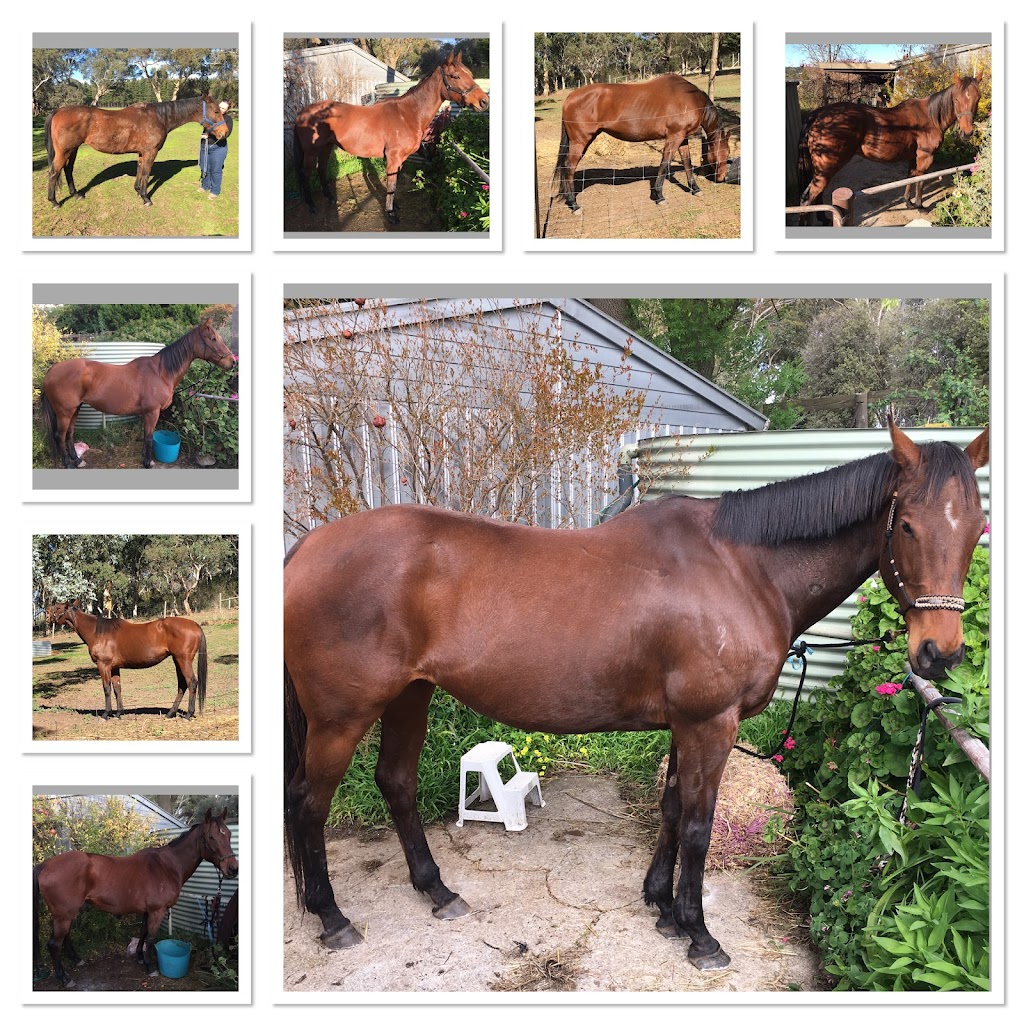 Akacija Equine | 24 Hart Rd, Buchfelde SA 5118, Australia | Phone: 0466 849 167