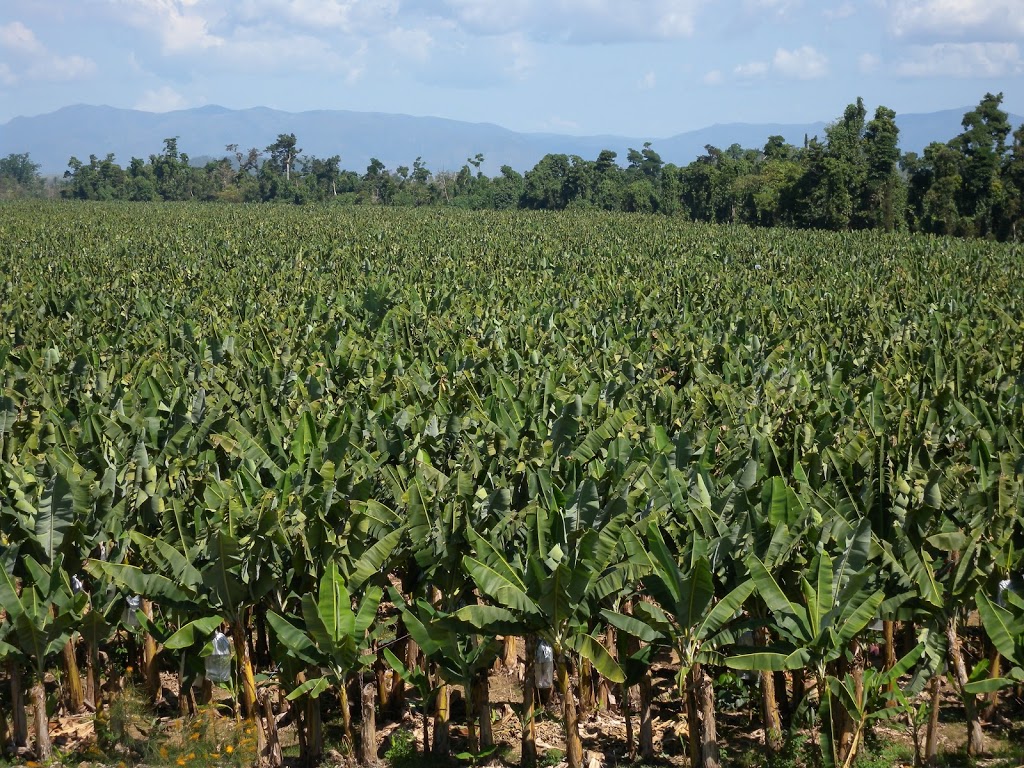 Mackays banana packing shed in Tully Valley | Cardstone QLD 4854, Australia | Phone: (07) 4088 7800