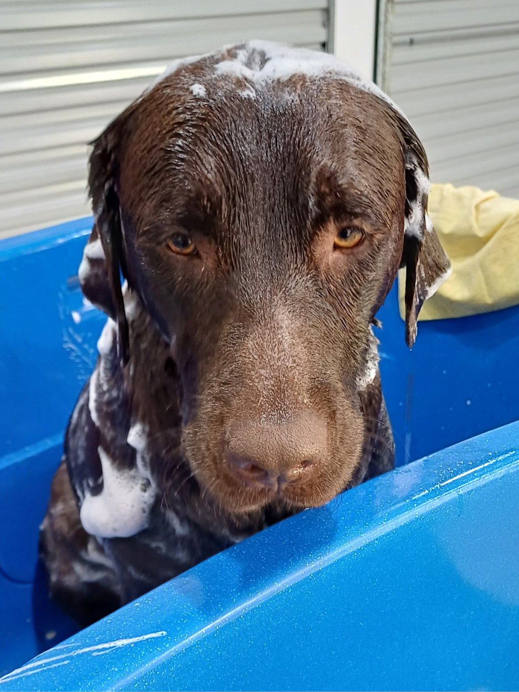 Big Dog Grooming | 169 Six Mile Creek Rd, Postmans Ridge QLD 4352, Australia | Phone: 0447 756 525