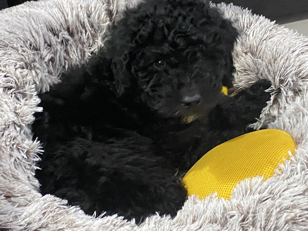 Bernedoodles & Groodles Australia - Coastal Groodles | Monaro Hwy, Cooma NSW 2630, Australia | Phone: 0416 024 430