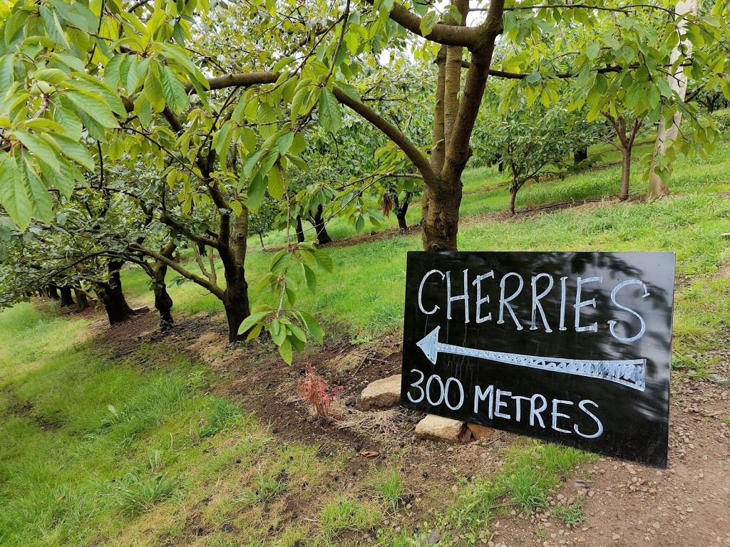 Ripe N Ready Cherry Farm at Red |  | 52 Arkwells Ln, Red Hill VIC 3937, Australia | 0359892578 OR +61 3 5989 2578