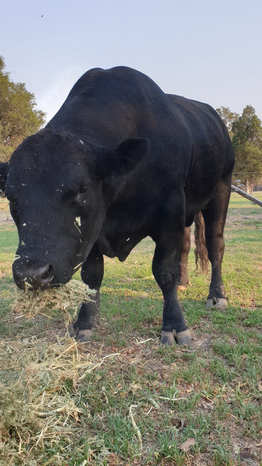 BigWig speckle park stud farm | 215 Careys Rd, Hillville NSW 2430, Australia | Phone: 0404 077 097