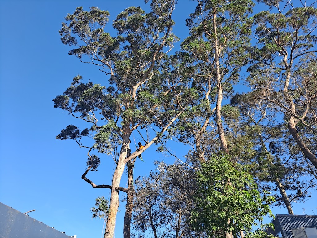 Outlook Tree Solutions | 125 Larrys Mountain Rd, Moruya NSW 2537, Australia | Phone: 0428 118 425