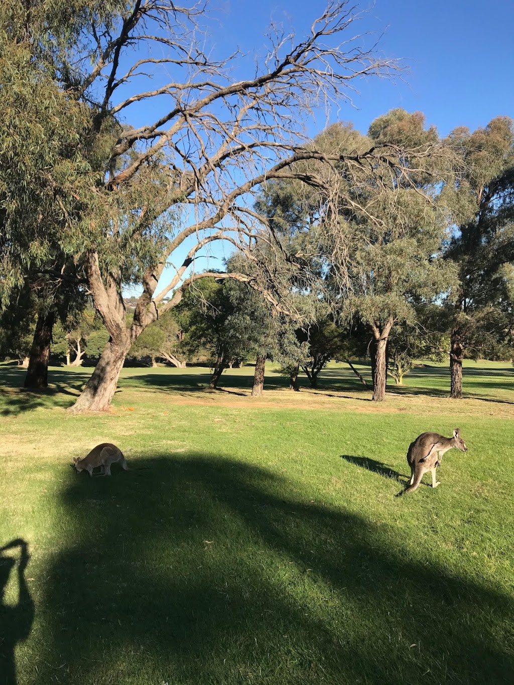 Churchill Park Golf Club | 113 Churchill Park Dr, Endeavour Hills VIC 3802, Australia | Phone: (03) 9700 4494