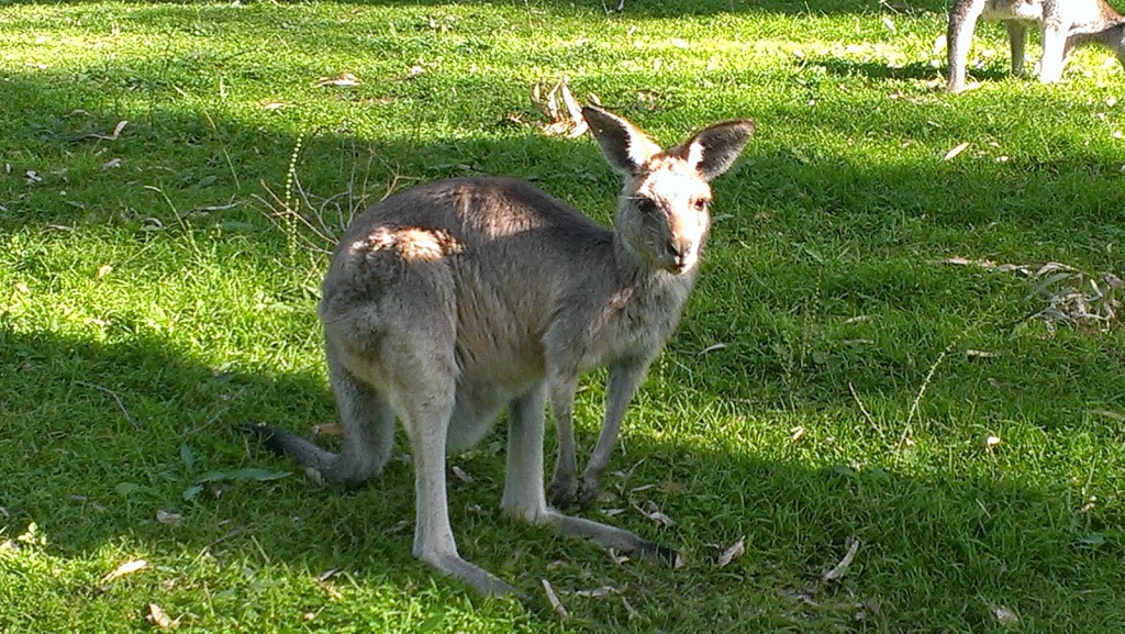 Lemon Tree Flat | campground | Lemon Tree Flat Road, Atholwood NSW 2361, Australia | 0267364298 OR +61 2 6736 4298