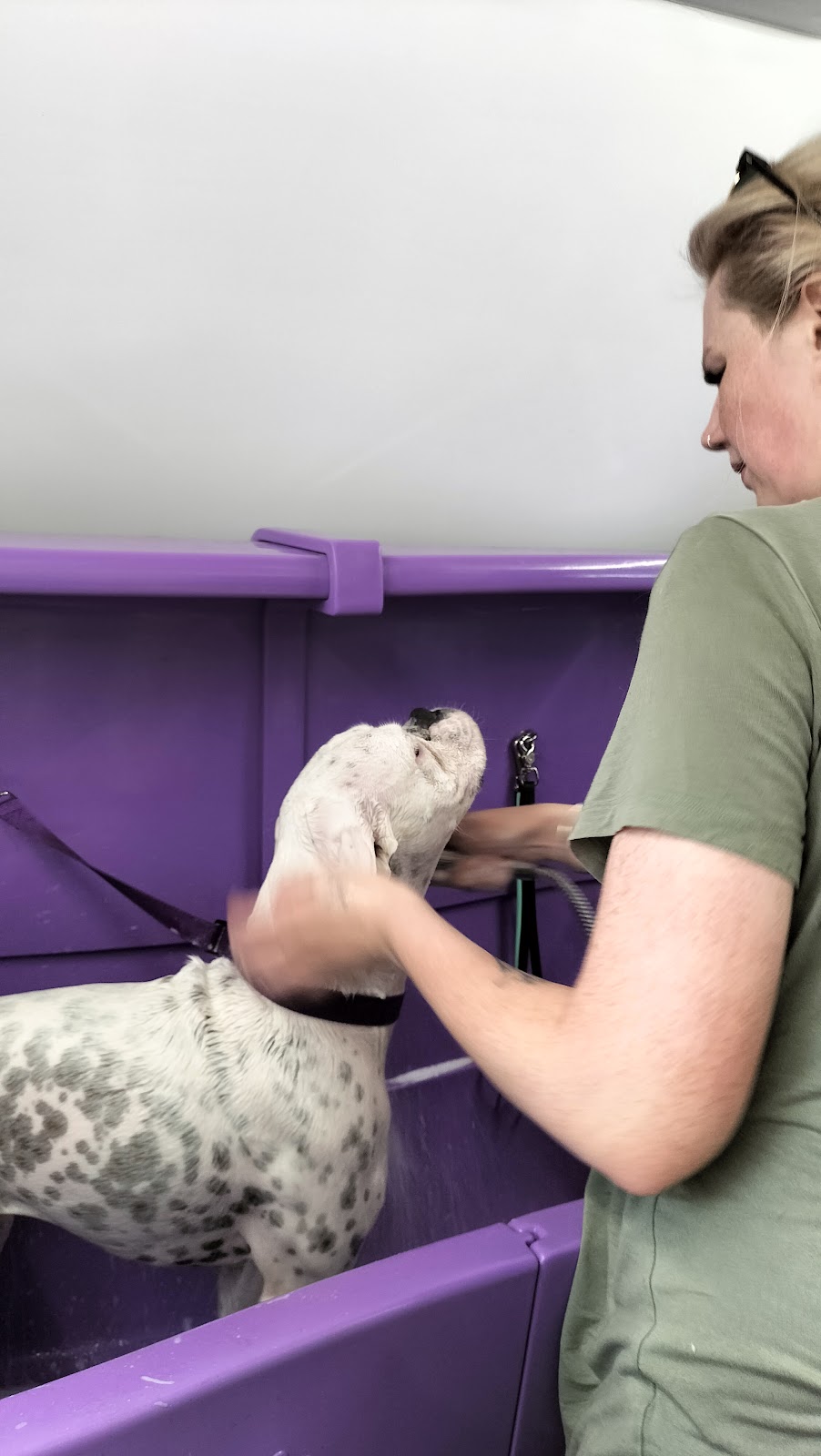 The Mobile Dog Barber | Leopardwood Rd, Cedar Grove QLD 4285, Australia | Phone: 0400 739 869