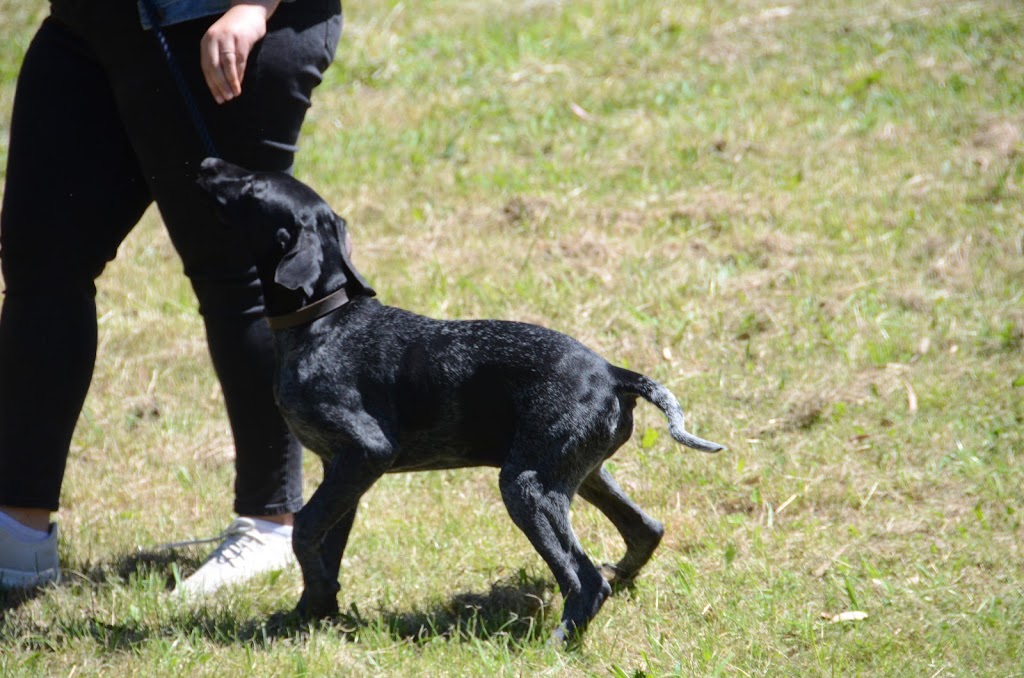 Gentle Modern School of Dog Training |  | Warringal Parklands, Near, Plymouth St, Heidelberg VIC 3084, Australia | 0418371060 OR +61 418 371 060