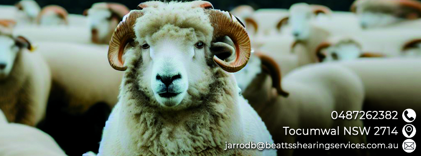 Beatts Shearing Services Pty Ltd | 1 Parkes St, Tocumwal NSW 2714, Australia | Phone: 0487 262 382