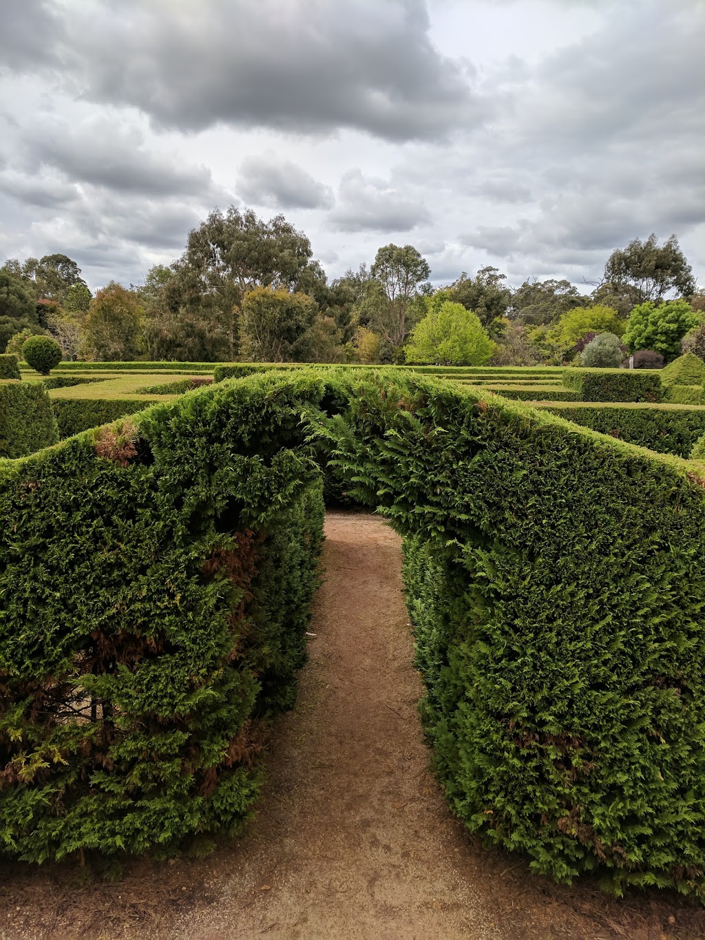 Giant Hedge Maze | 9978 Bussell Hwy, Margaret River WA 6285, Australia | Phone: (08) 9758 7439