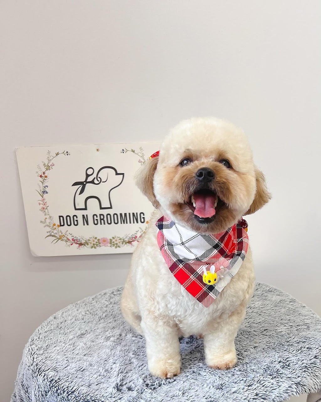 Dog N Grooming | 85 Domain Dr, Batesford VIC 3213, Australia | Phone: 0450 155 603 Dog N Grooming | 85 Domain Dr, Batesford VIC 3213, Australia | Phone: 0450 155 603