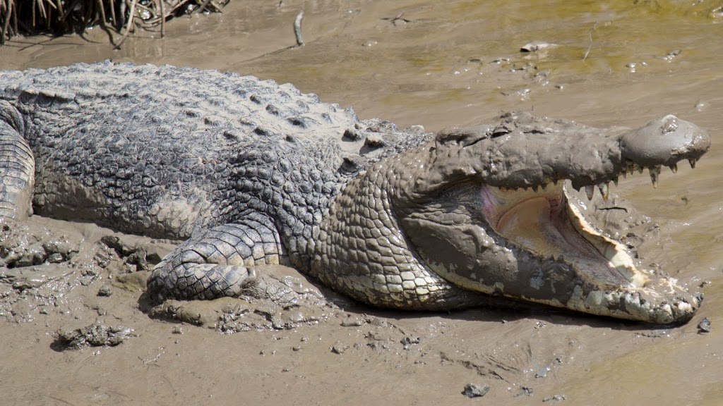 Whitsunday Crocodile Safari | travel agency | Glen Isla Rd, Glen Isla QLD 4800, Australia | 0749483310 OR +61 7 4948 3310
