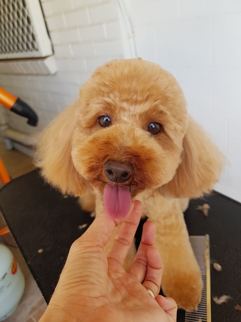 Mon Chéri Dog Grooming | 4 Lomandra St, Boyne Island QLD 4680, Australia | Phone: 0407 781 509